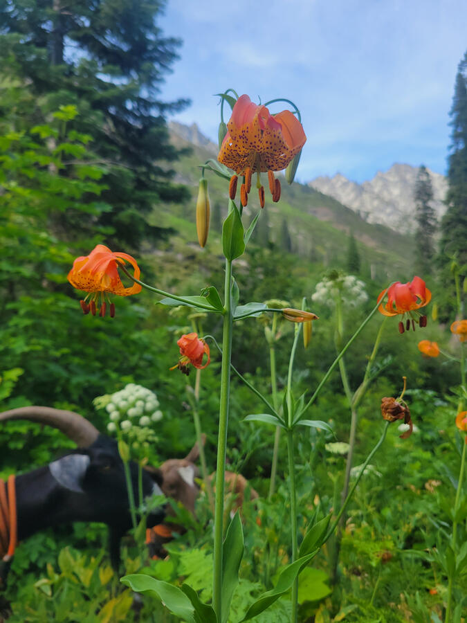 Tiger Lily in the Trinity Alps Tiger Lily in the Trinity Alps