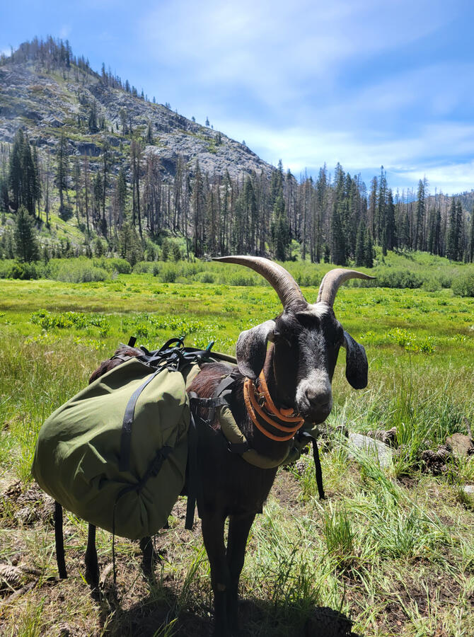 Goat in meadow